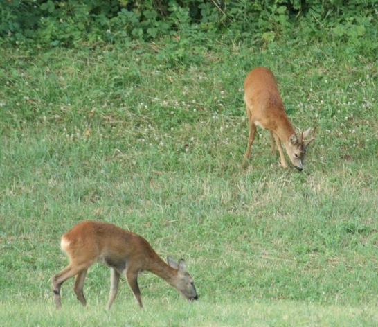 Il Capriolo